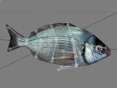 Kantar - Cantharus Low-poly 3D model