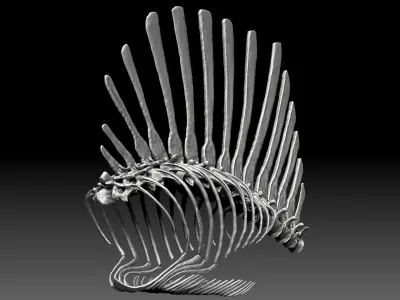 Spinosaurus 2020 version Rib Set Skeletons Sculpt Project 3D model