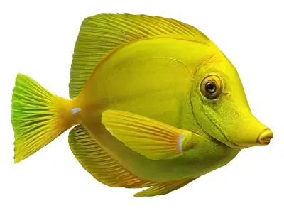 Fish Yellow tang Low-poly 3D model