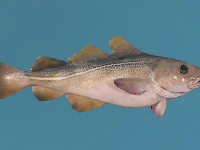 Cod Fish Low-poly 3D model