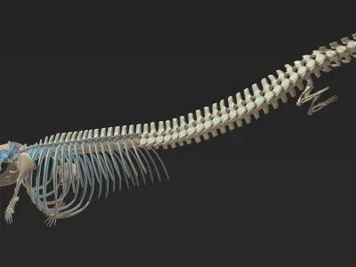 Basilosaurus skeleton 3D model