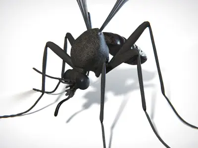 Mosquito PBR Low-poly 3D model
