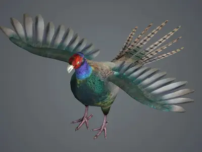 pheasant bird feathers feather birds animals  nature 3D model