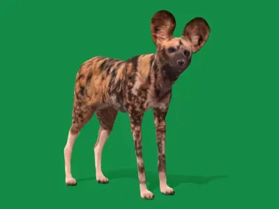 African Wild Dog Free low-poly 3D model