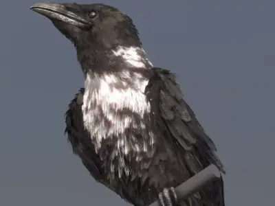 Pied Crow 3D model