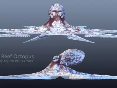 Cayman Octopus 3D model