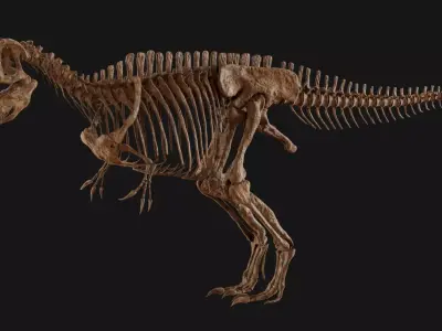 Carcharodontosaurus Skeleton 3D model