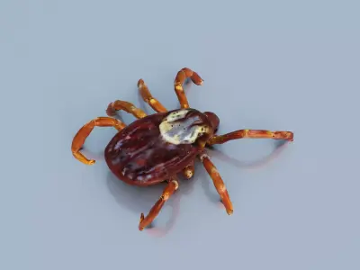 A Tick Low-poly 3D model