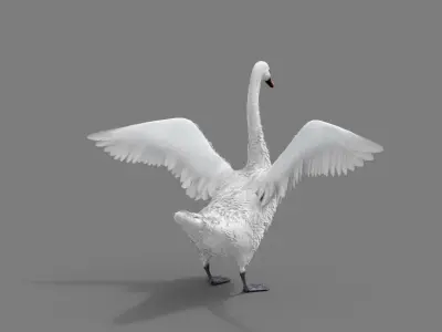 Realistic Swan 3D model