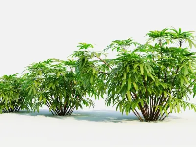 Chuniophoenix humilis c 3D model