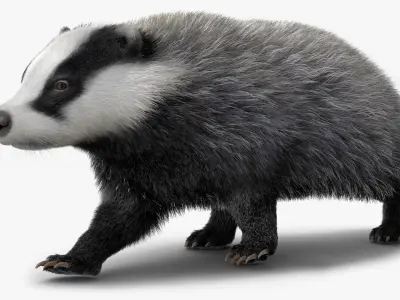Walking Badger 3D model