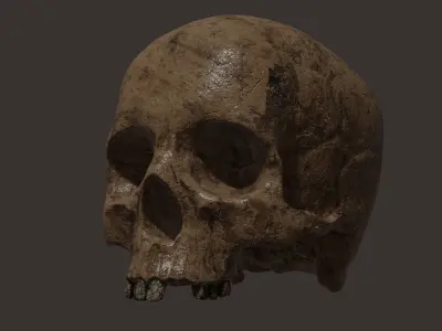 Scull  Free 3D model