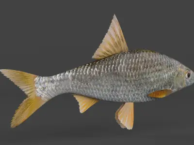 Freshwater Fish 3D model