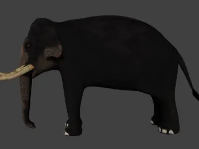 Low Poly Asian Elephant Low-poly 3D model
