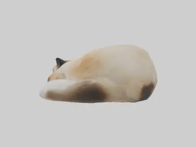 Himalayan Cat resting model Low-poly 3D model