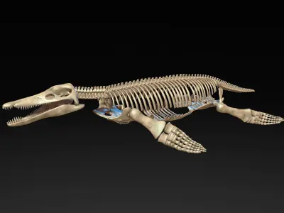 Pliosaur skeleton 3D model