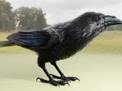 RAVEN - Blender 3D model