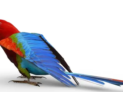 Parrot Animated Low-poly 3D model