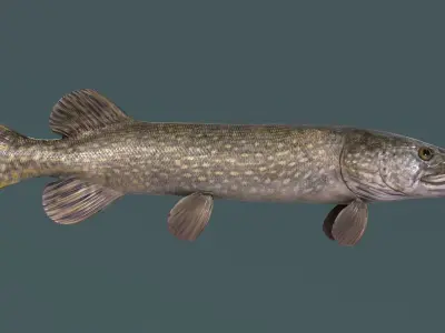 Pike Fish Low-poly 3D model