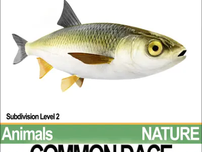 Common Dace 3D model