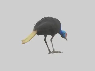Cassowary chick exploring model 3D model