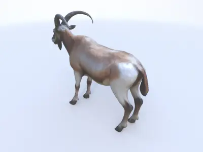 Markhor 3D model