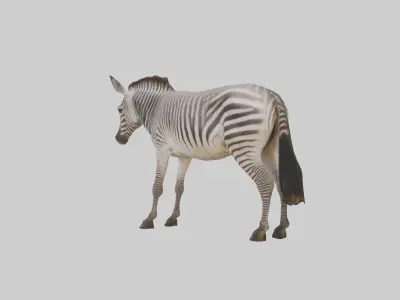 Grevys Zebra Low-poly 3D model