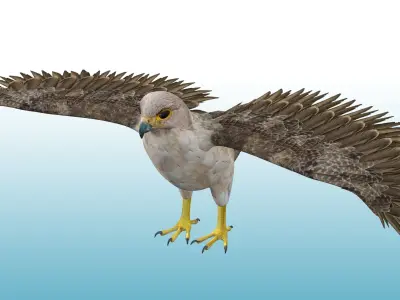 Hawk Rig 3D model