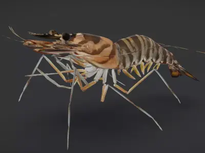 Realistic Shrimps - Tiger Prawn Animated 3D model