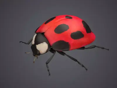 ladybug ladybird beetle bug insect coccinella insects bugs fly 3D model