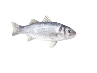 Fish Collection 3D model