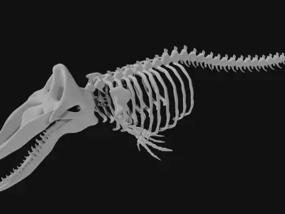 Sperm whale skeleton 3D model