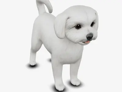 Dog Maltese Low-poly 3D model