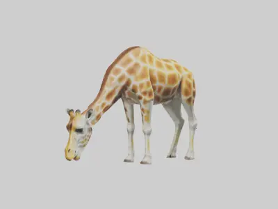 Camelopardalis Giraffe grazing model Low-poly 3D model
