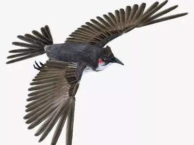 Bulbul bird rigged 3d model Low-poly 3D model