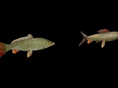 Fish Pack Low-poly 3D model