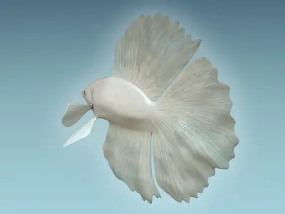 Betta Fish 8 3D model
