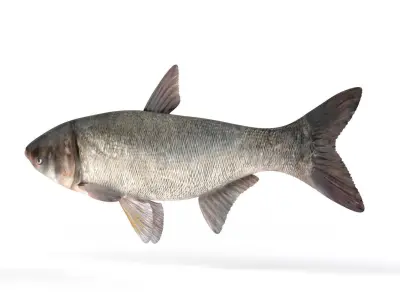 Silver Carp Fish 3D model