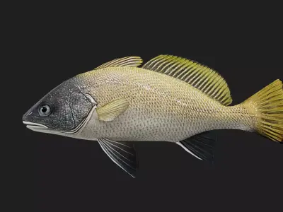 Corb fish Low-poly 3D model