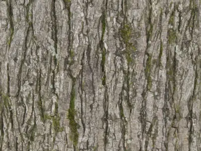 Outdoor Tree  Free 3D print model