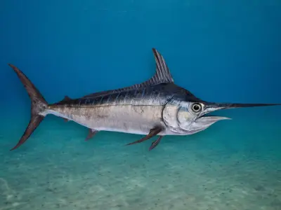 Blue Marlin Animated 3D model