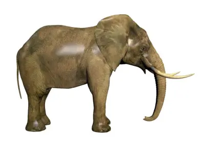 Elephant with tusks 3D model