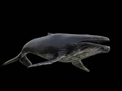 Humback Whale Low-poly 3D model
