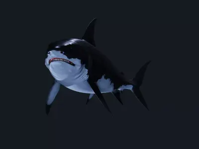 Shark Great-white shark 3D model