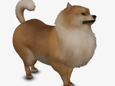Dog Pomeranian Low-poly 3D model