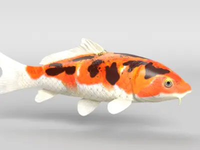 Koi Fish Low-poly 3D model