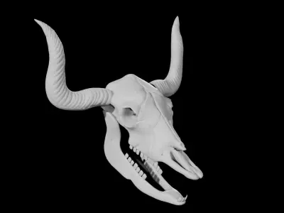 Bull Skull Low-poly 3D model