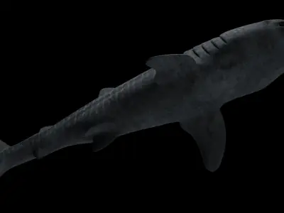 Whale Shark - Rhincodon Typus - Adult Male Low-poly 3D model
