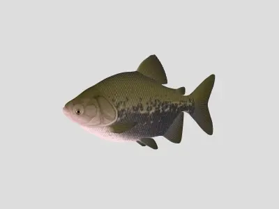  Fish Collection 02 Low-poly 3D model