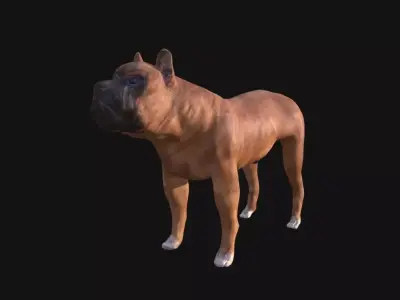 Boxer Dog Low-poly 3D model